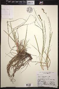 Carex marianensis image