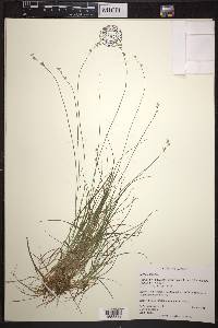 Carex loliacea image