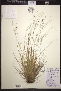 Carex krausei image