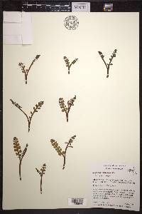 Botrychium minganense image