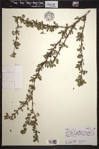 Berberis thunbergii image