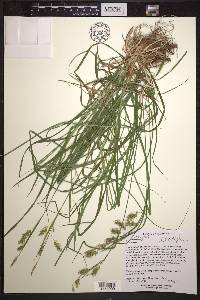 Carex sprengelii image