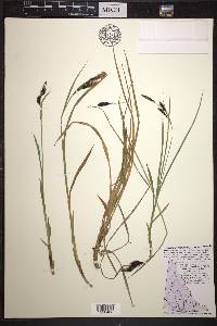 Carex macrochaeta image