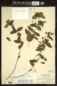 Hypericum graveolens image