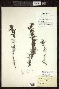 Castilleja fissifolia image