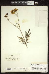 Coreopsis tinctoria image