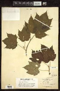 Acer spicatum image