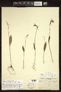 Pogonia ophioglossoides image