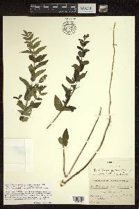 Scutellaria galericulata image