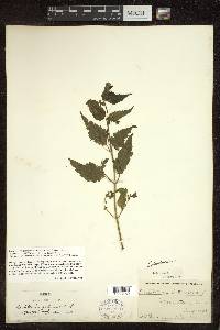 Scutellaria galericulata image