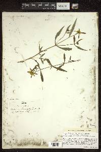 Bidens laevis image