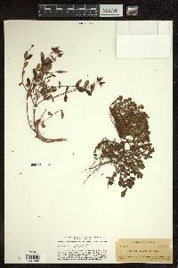 Hypericum buckleyi image