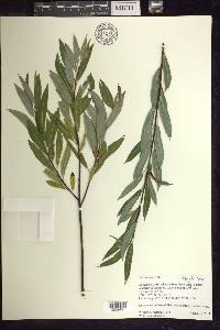 Salix petiolaris image