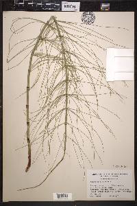 Equisetum fluviatile image