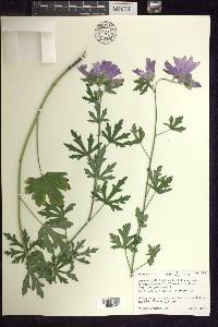 Malva alcea image