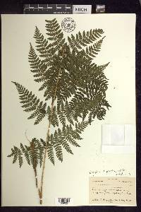 Dryopteris × triploidea image