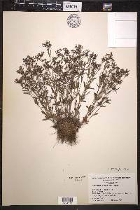 Houstonia longifolia image