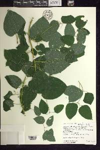 Smilax lasioneura image