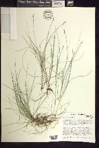 Carex gynocrates image