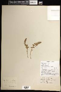 Woodsia ilvensis image