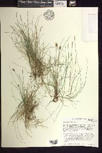 Carex gynocrates image