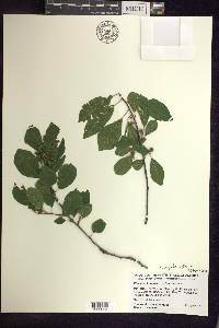 Frangula alnus image