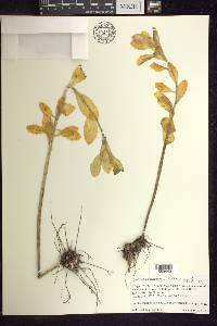 Hylotelephium telephium image