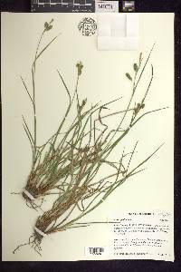 Carex pallescens image