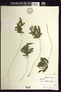 Gymnocarpium dryopteris image