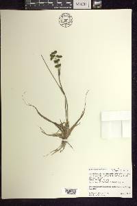 Scheuchzeria palustris image