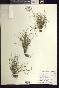 Juncus bufonius var. bufonius image