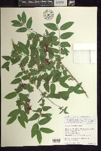 Lonicera × minutiflora image
