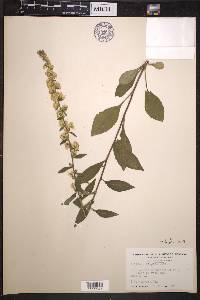 Solidago hispida image