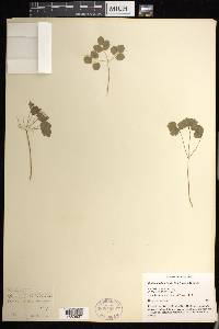 Thalictrum thalictroides image