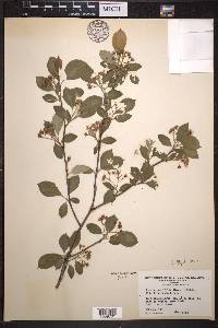 Aronia × prunifolia image