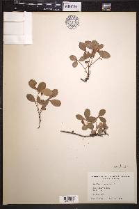 Gaultheria procumbens image