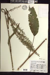 Rumex verticillatus image