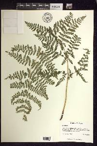 Dryopteris expansa image