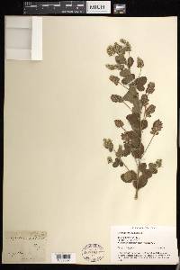 Lespedeza hirta image