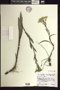 Solidago ohioensis image