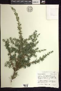 Juniperus communis var. depressa image