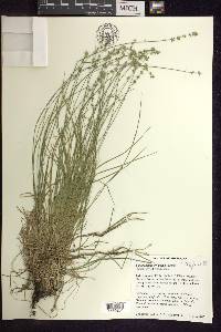 Carex radiata image