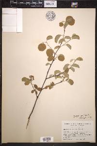 Amelanchier sanguinea image