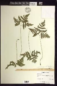 Gymnocarpium dryopteris image