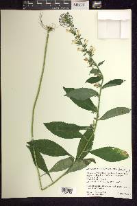 Lobelia siphilitica f. albiflora image