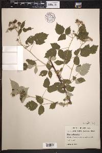 Rubus occidentalis image