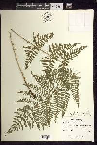 Dryopteris × triploidea image