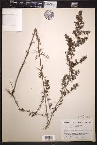 Galium verum image