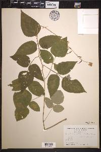 Desmodium cuspidatum image