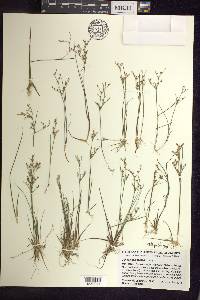 Juncus pelocarpus image